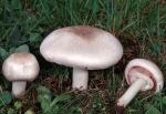 Agaricus californicus - Fungi Species | sokos jishebi | სოკოს ჯიშები